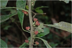 Agrostistachys indica